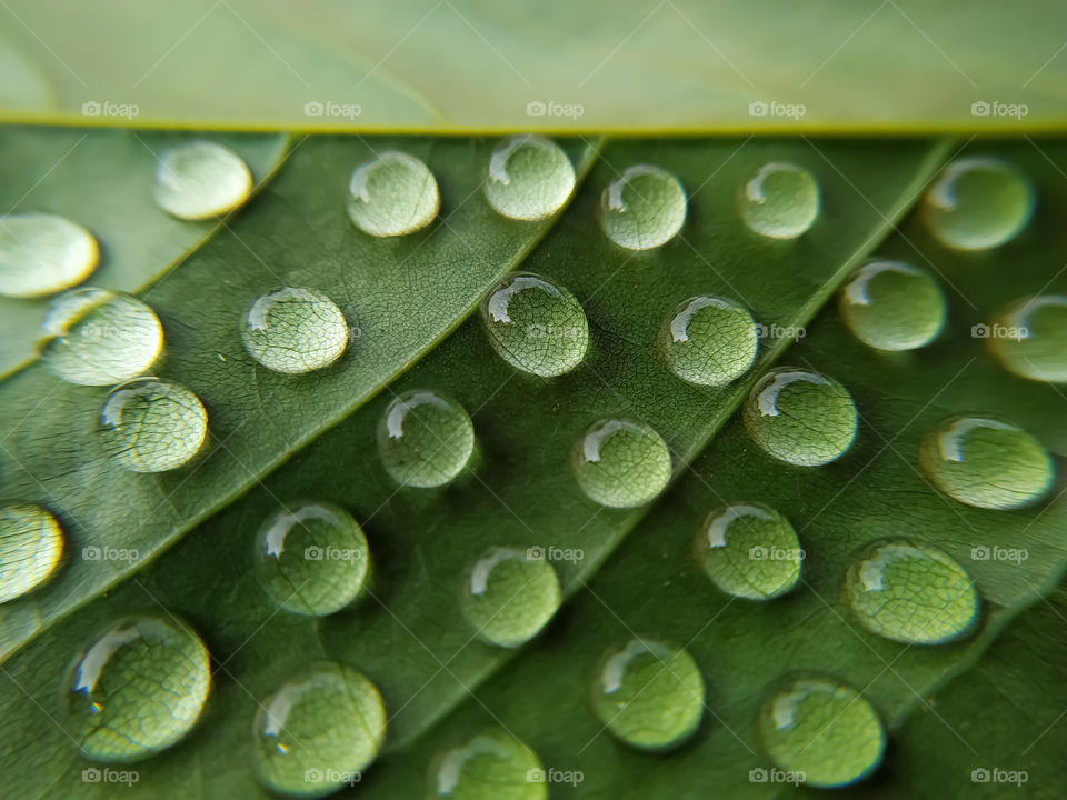 Drop of dew in morning on leaf with sun light