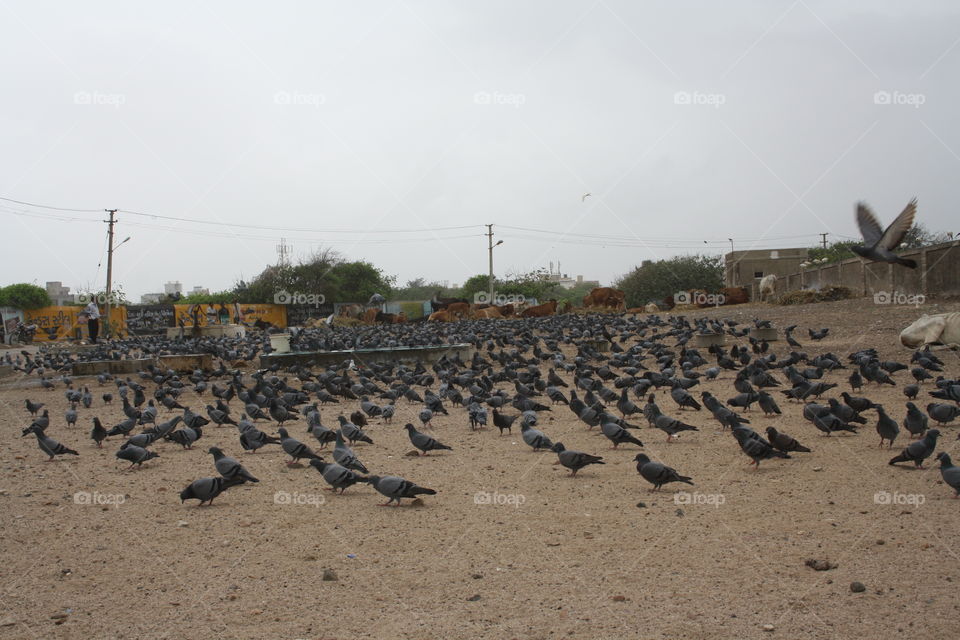 Pigeon at Chowpati, Porbandar
