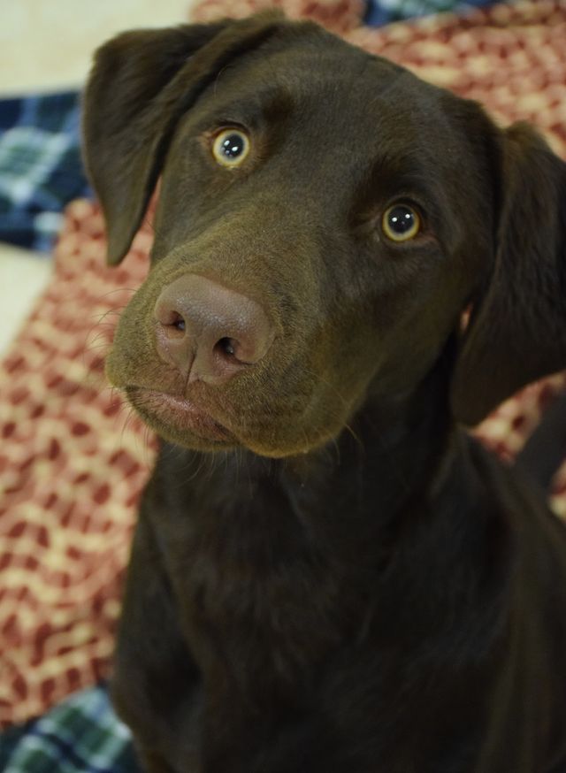 dog