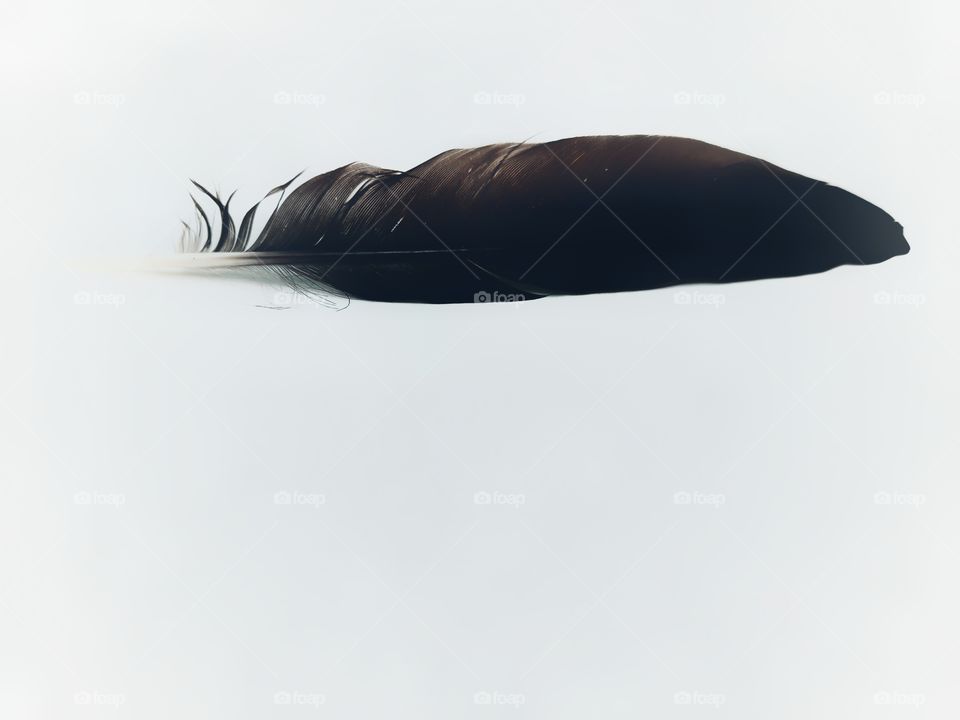 Single bird feather in a white background