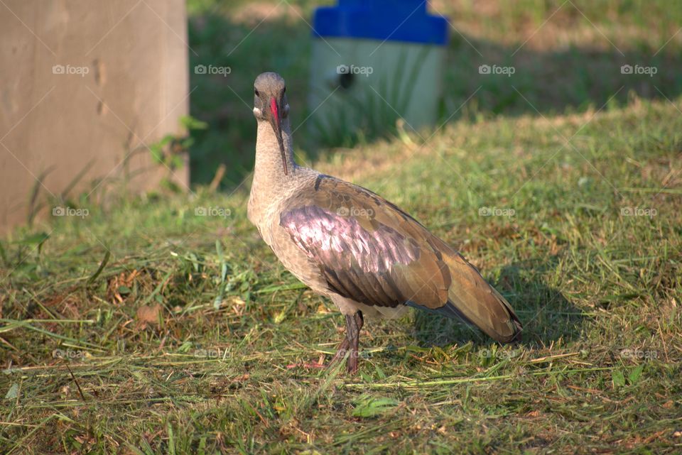 Bird: Hadeda Ibis