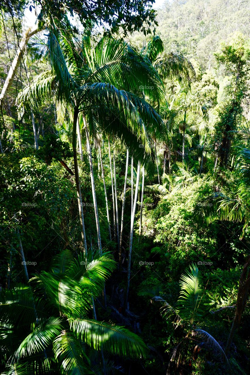 View of palm trees in Mt. Tamborine