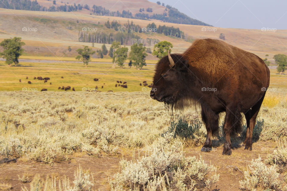 Close-up of a bison on grassy field