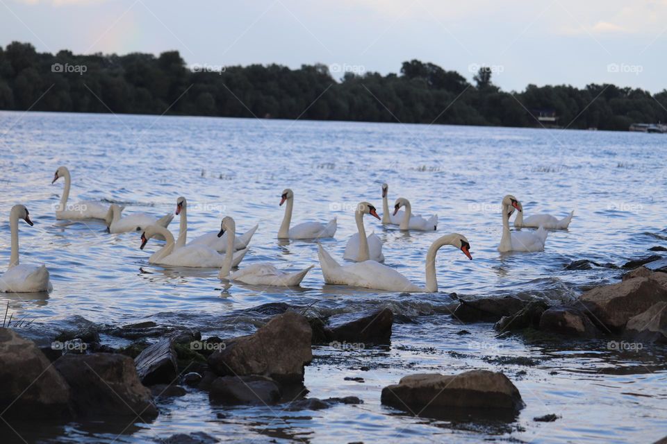 Flock of swans