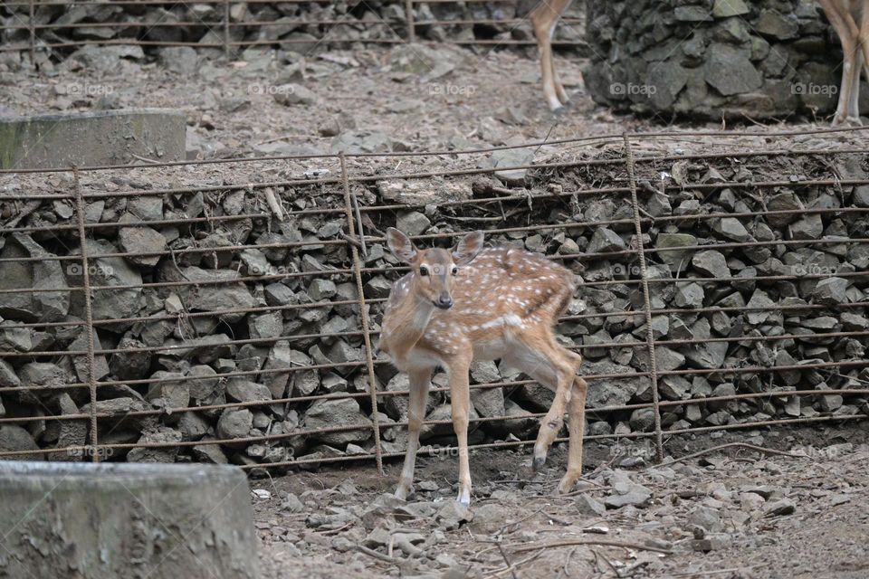 spotted Deer
