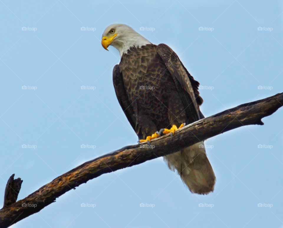 eagle raptor bald eagle national bird by lightanddrawing