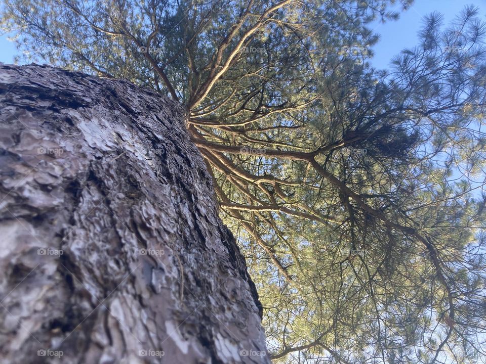 Low angle of a tree 