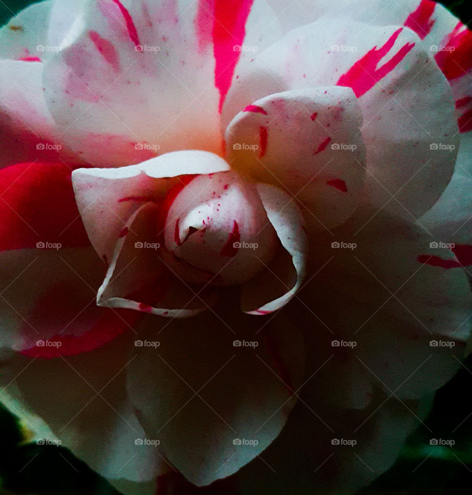 Camellia Macro Photography Flower