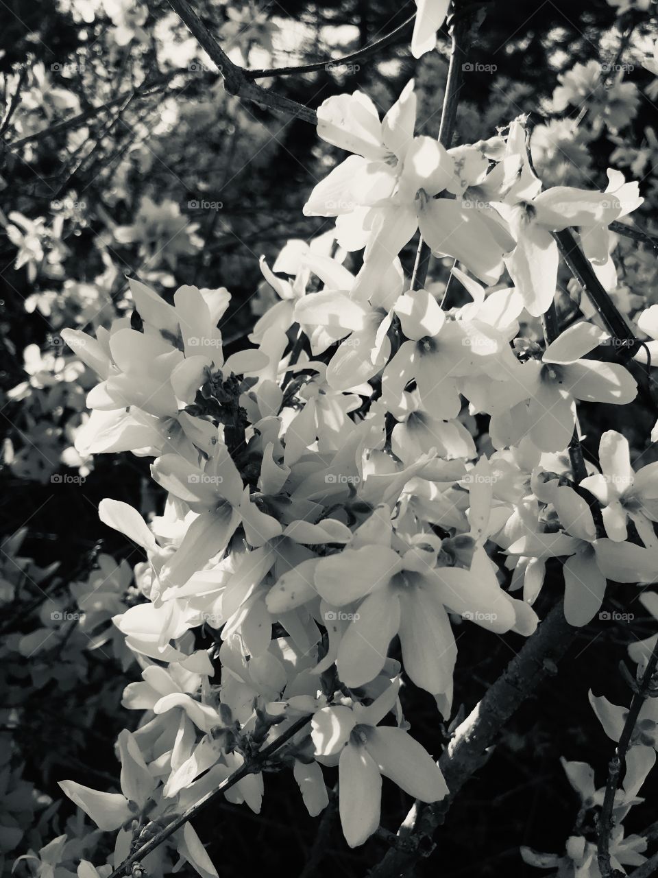 Forsythia BW