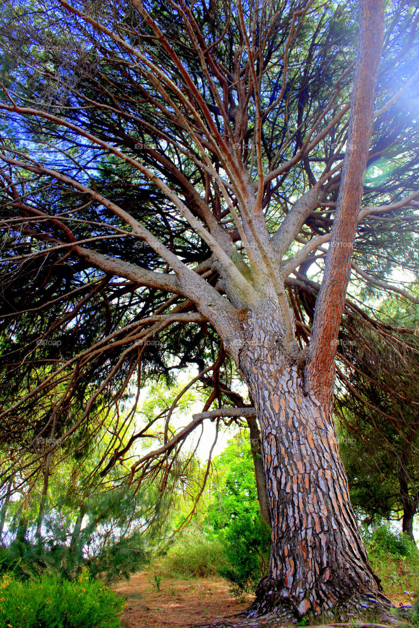 nature tree forest branches by cataana