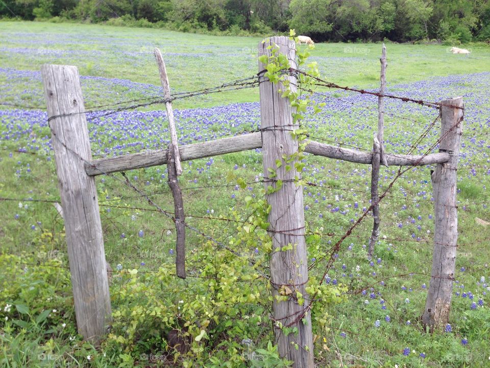 Bluebonnets Fences and Cows