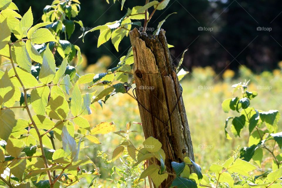 old fence post