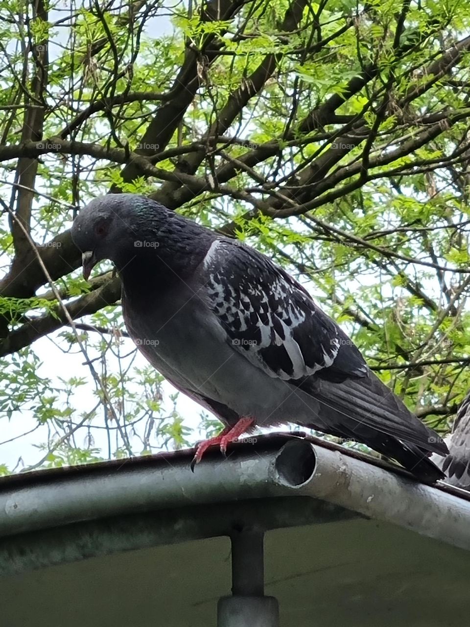 he's still watching me