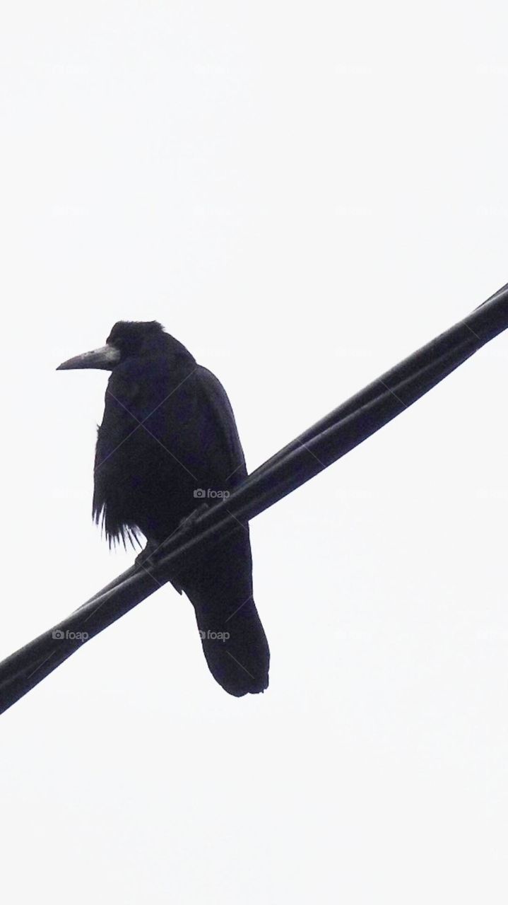 Crow