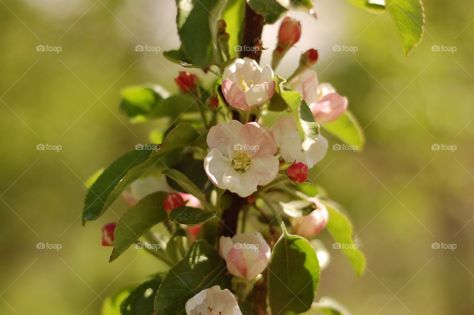 Apple flower