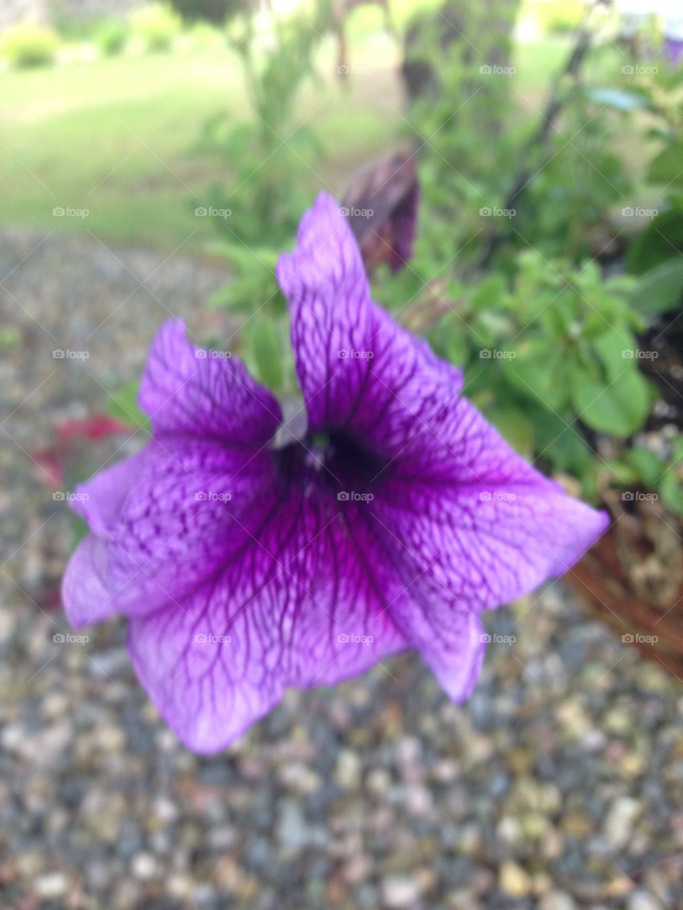Purple pleasures . Flower in Michigan full bloom with days of rain.