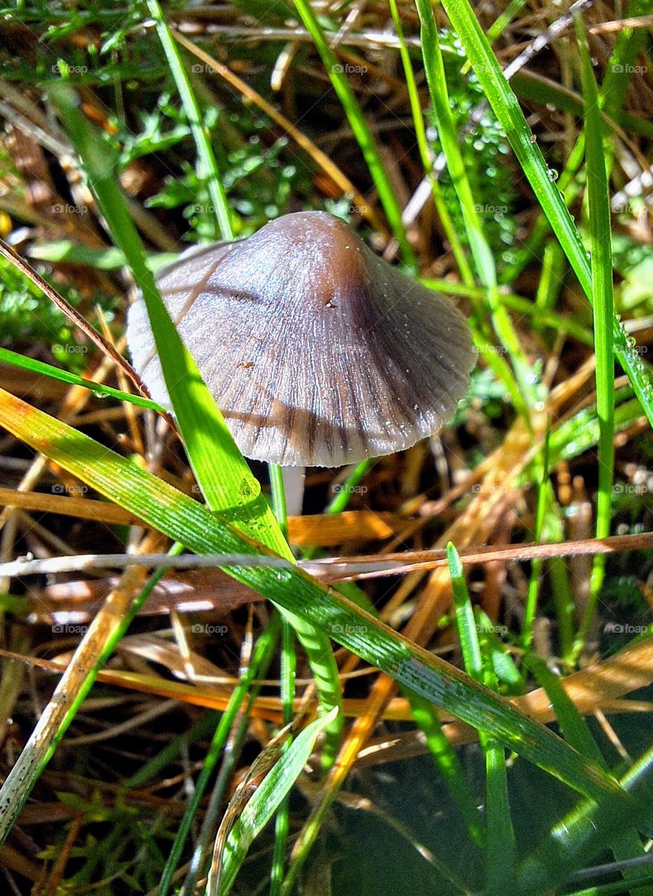 Macro close-up of a sunlit drab bonnet mushroom surrounded by bright green grass and autumnal dry leaves