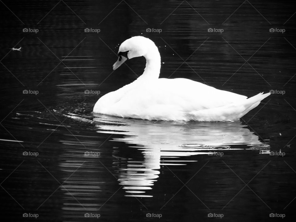 Swan