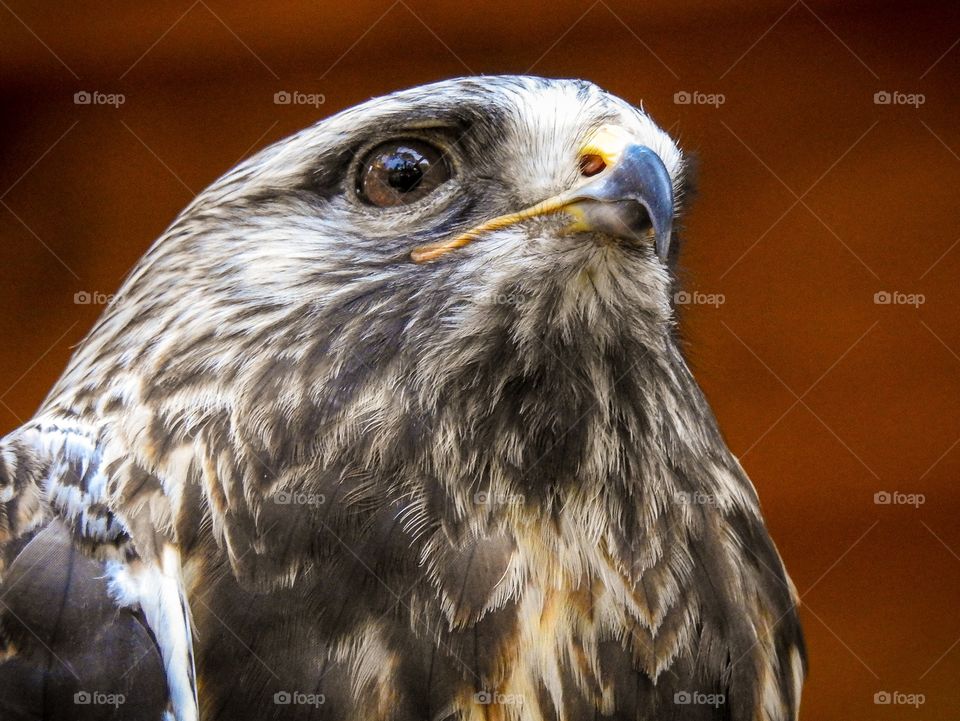 Roughleg. A large northern hemisphere hawk that feeds mainly on small rodents.