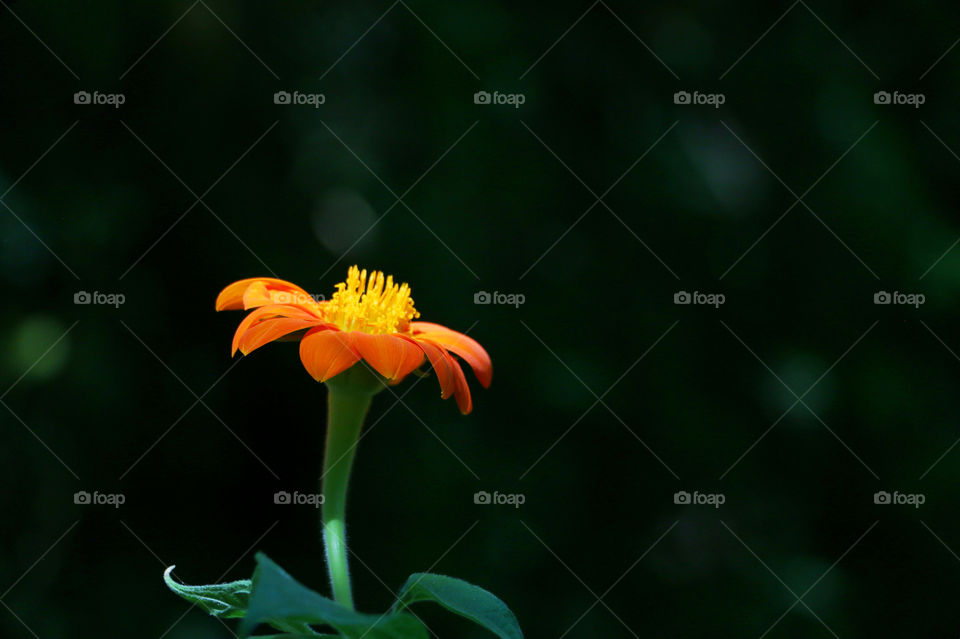 Orange flower blooming