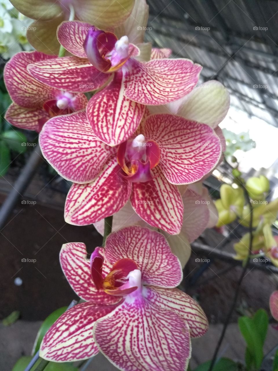 purple meet brown pattern