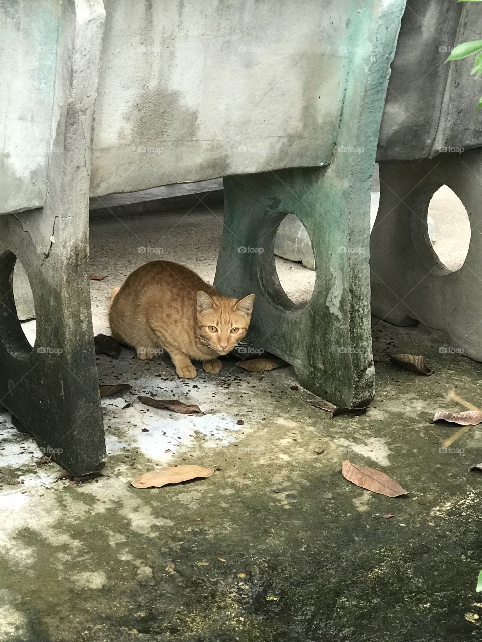 Abandoned stray cat in hua hin thailand 
