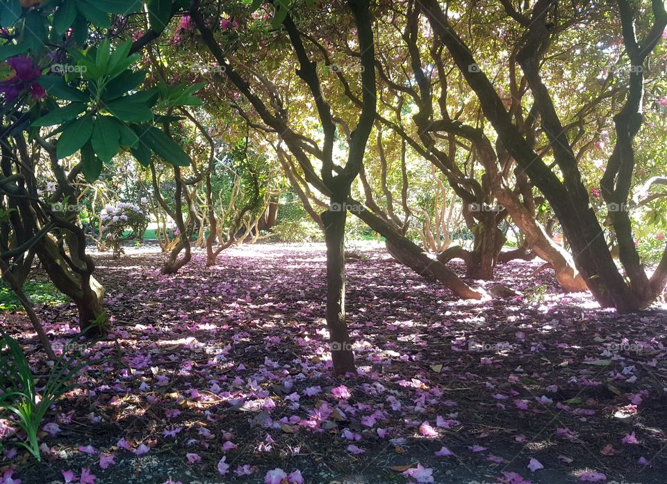 Shady petal-covered ground beneath huge rhododendron bushes.