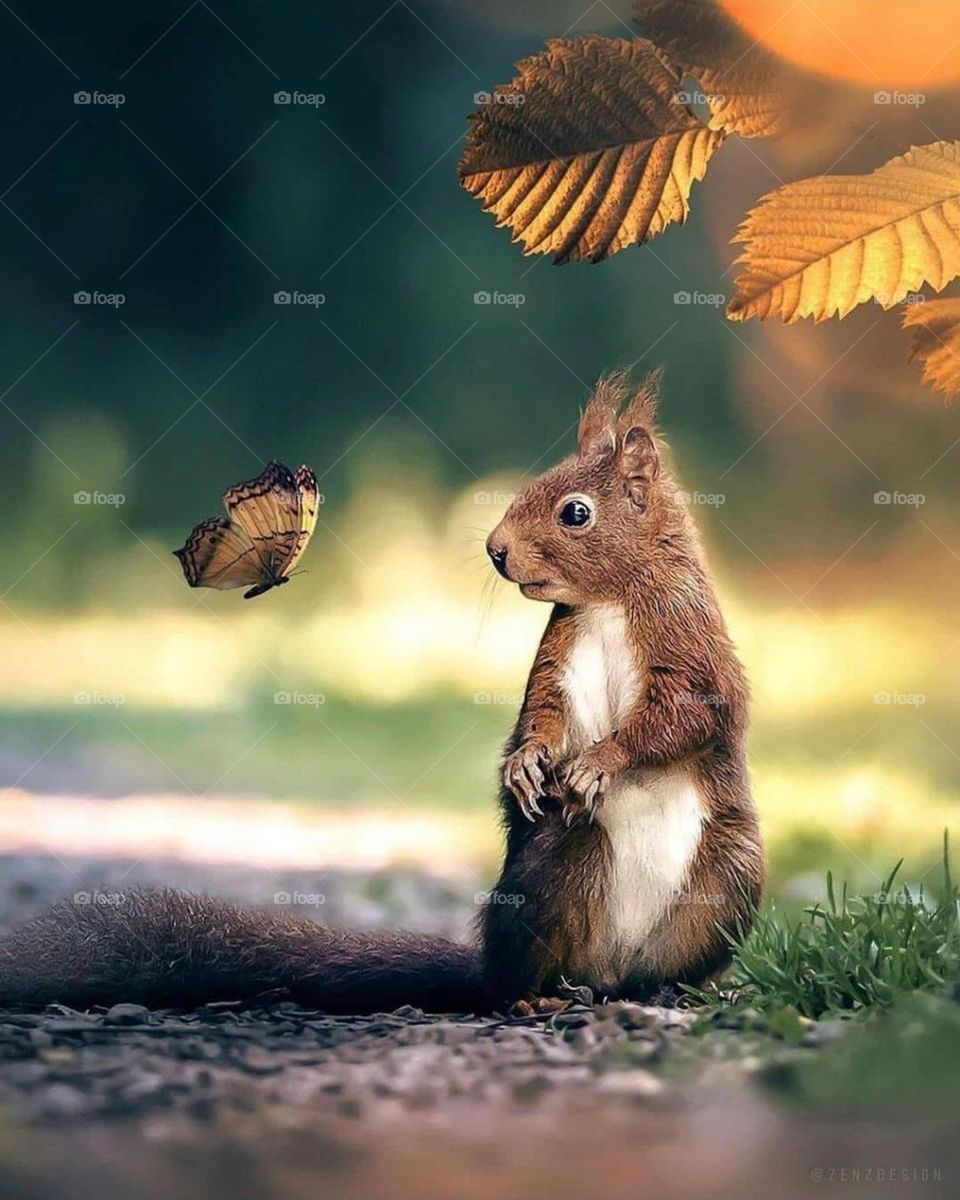 surprise looking of this animal qas so perfect that i could never explain much the look it take for the butterfly attention
