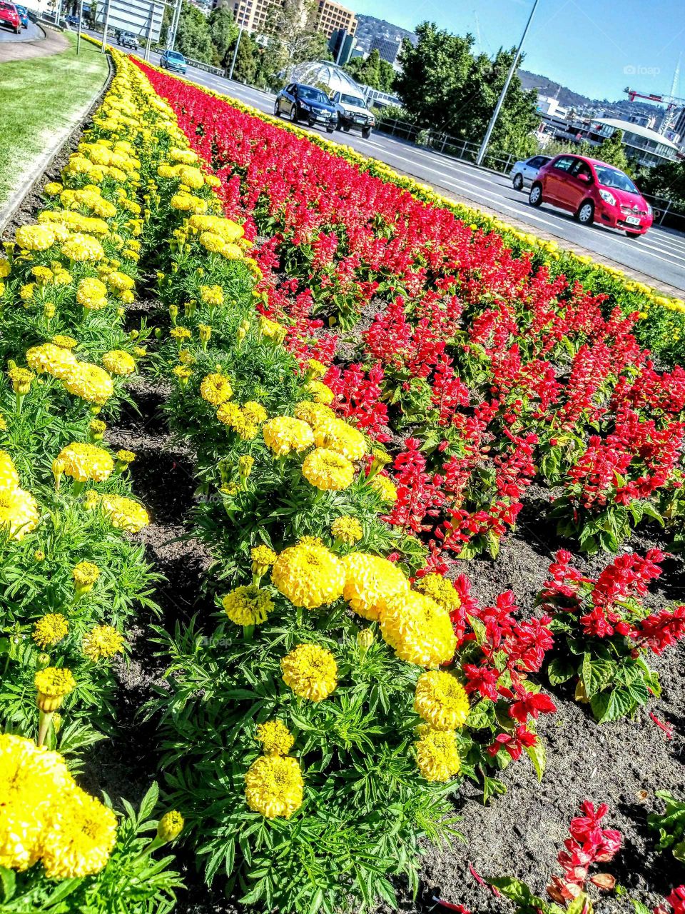 tilted angle shot of medium strip flowers