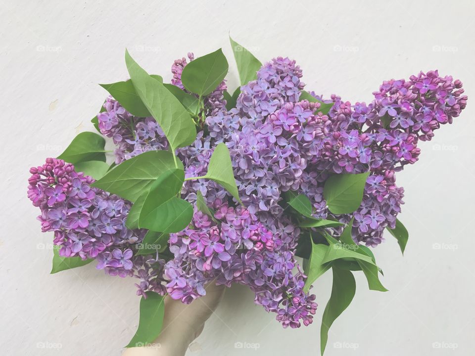 Purple and magenta and lavender color flowers of lilac in one hand with green leaves also of lilac tree.