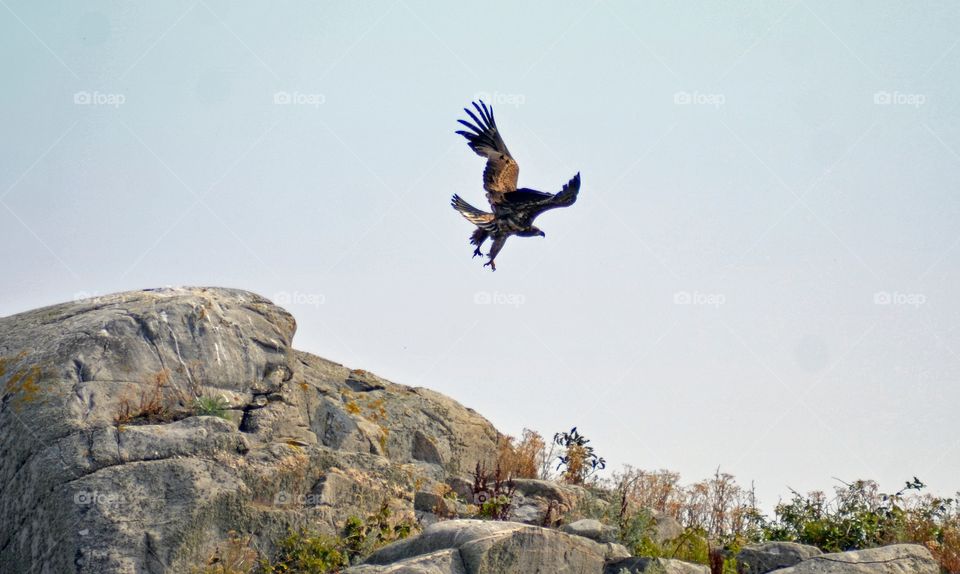 Flying Seaeagle