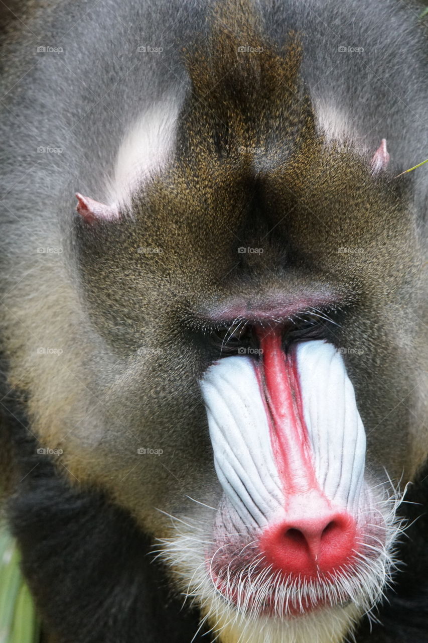 Bull mandrill