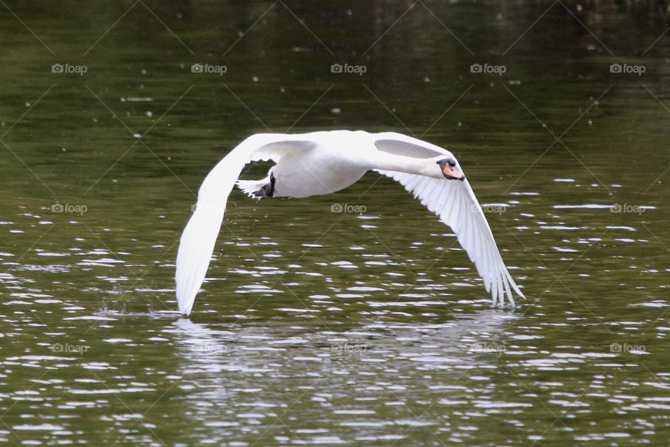 Swan in flight 