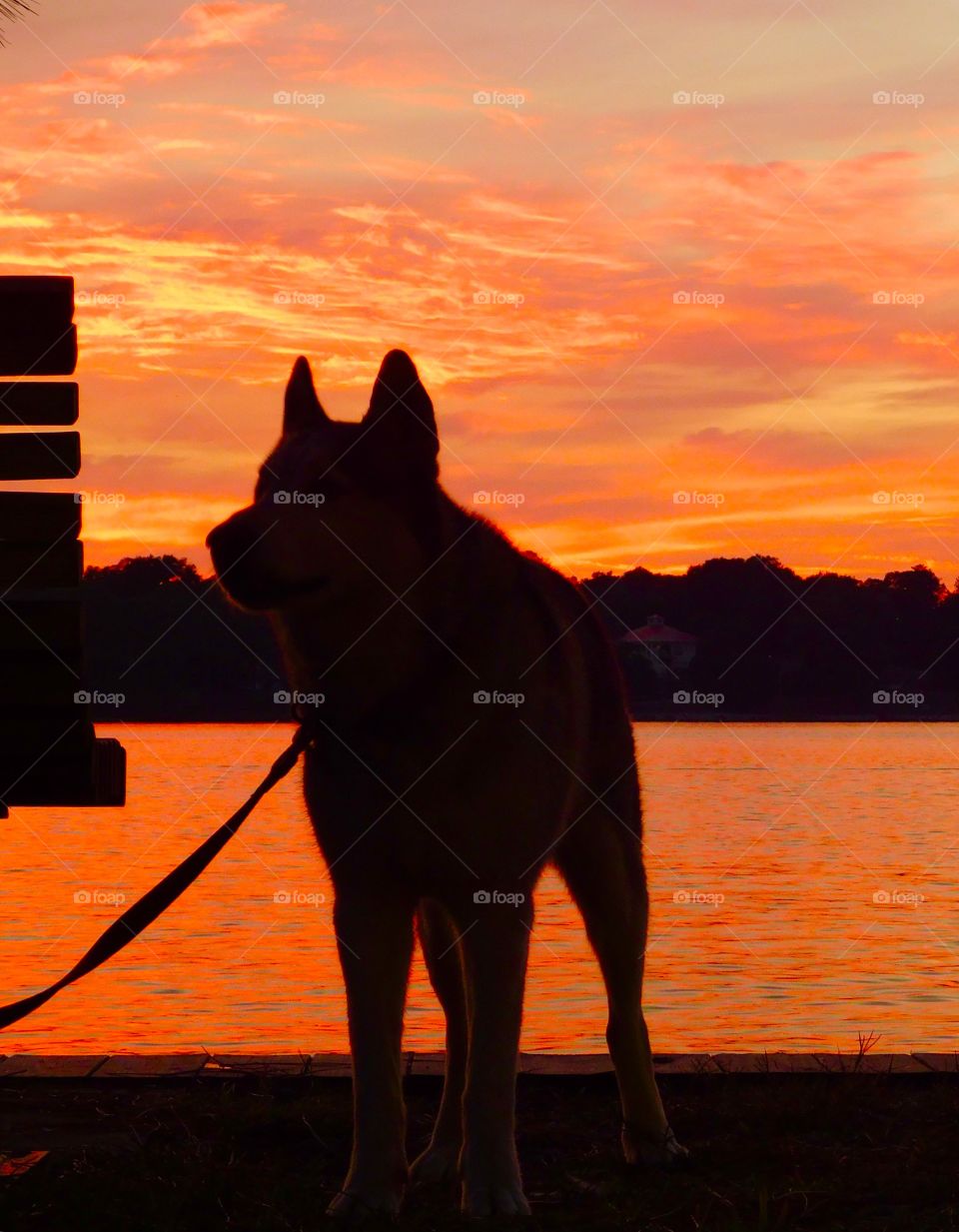 Amazing silhouette of a dog