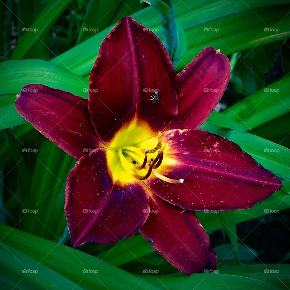 Flower- Lily