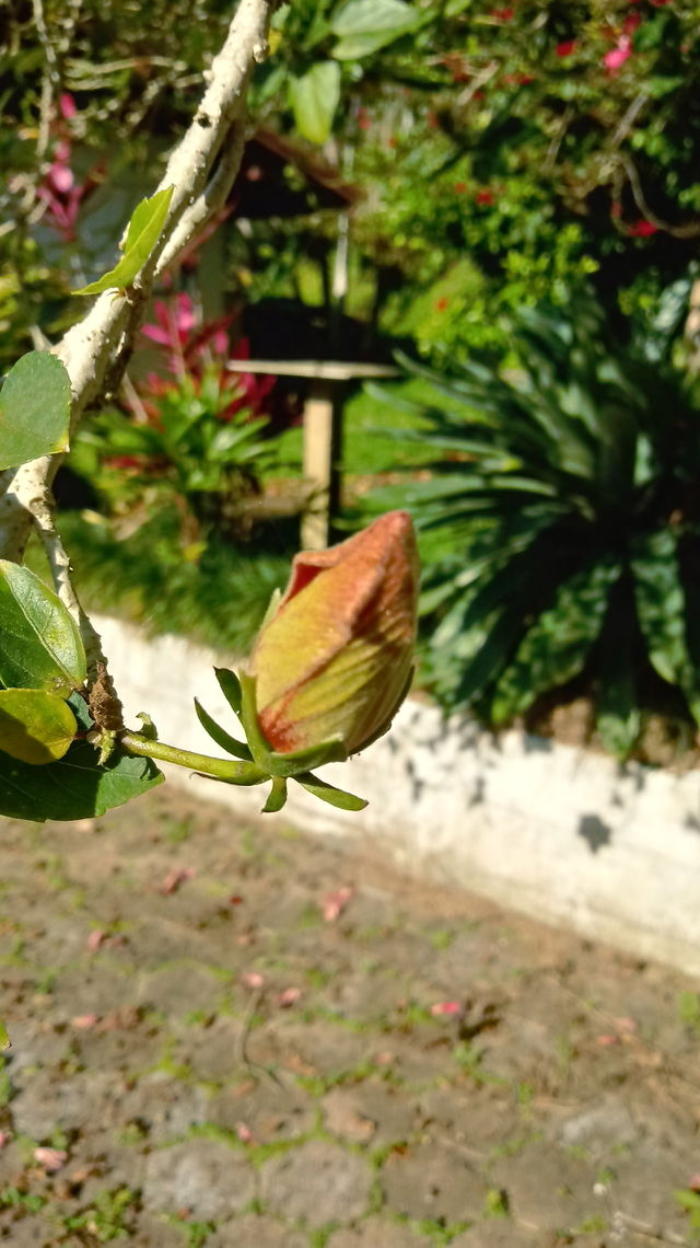 NATURE NATUR NATURAL GARDEN FLOWERS HIBISCUS SINENSIS