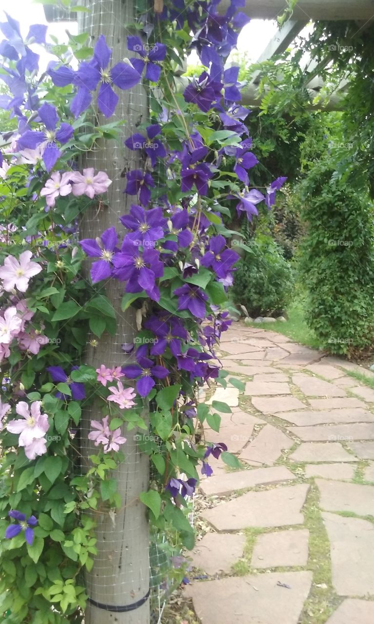 Contrasting dark and light purple clematis blossoms towering above in a canopy of nature.