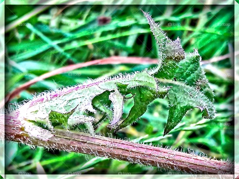 I am a leaf or a dragon?