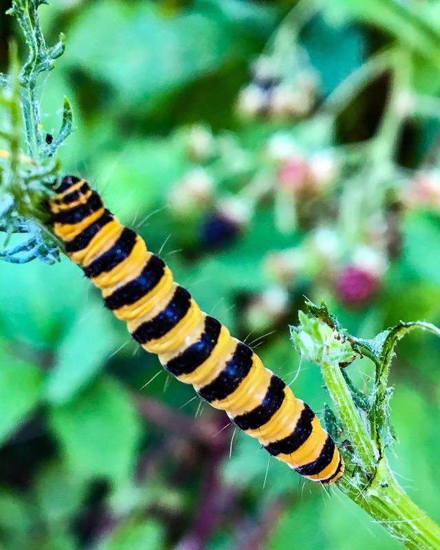 Sleepy Caterpillar 