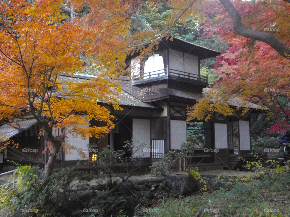 autumn in Japan