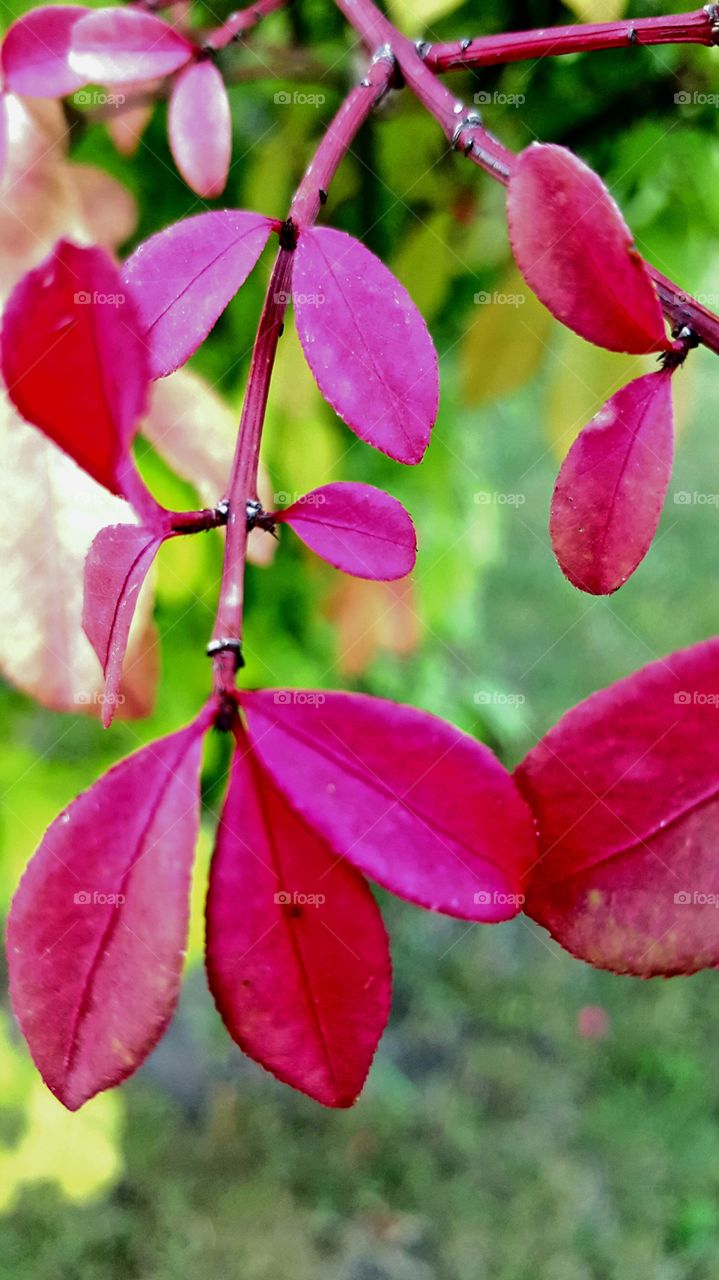red leaves