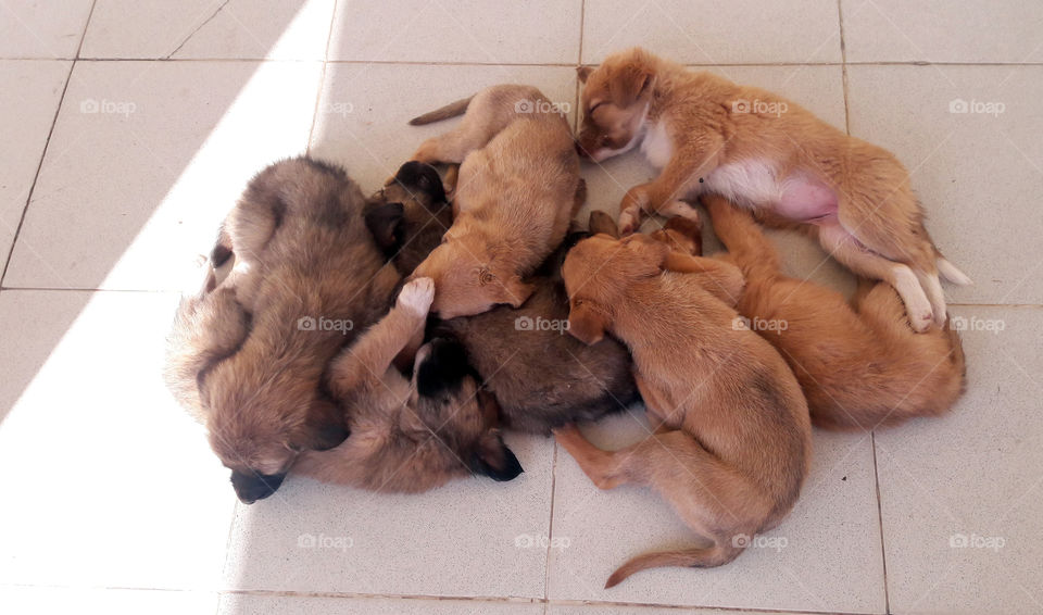 A little cuddly bundle of seven puppies, in dreamland.