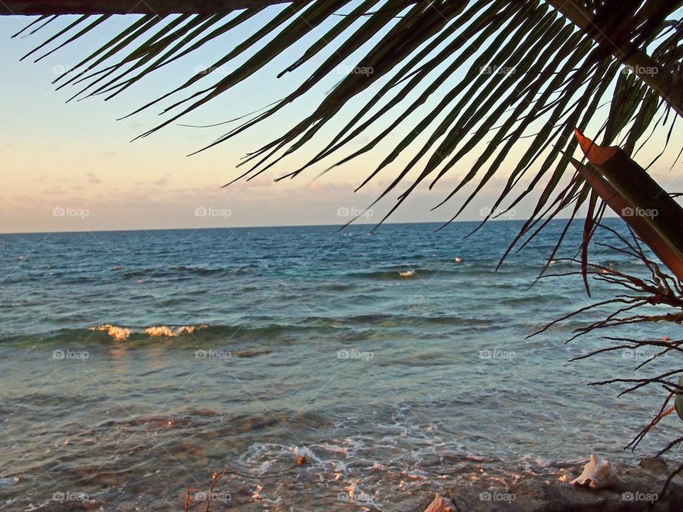 Palm tree in Belize