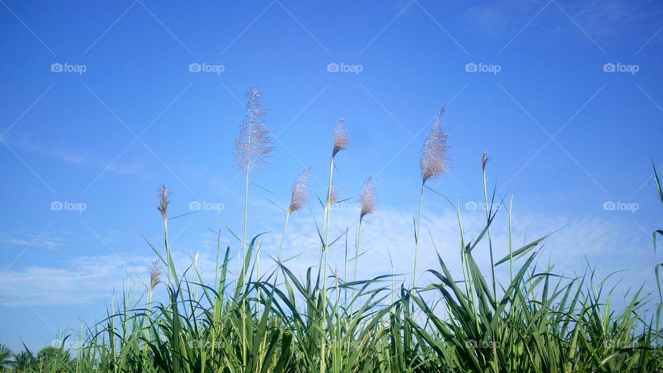 the most beautiful blooming sugarcane flowers in my garden