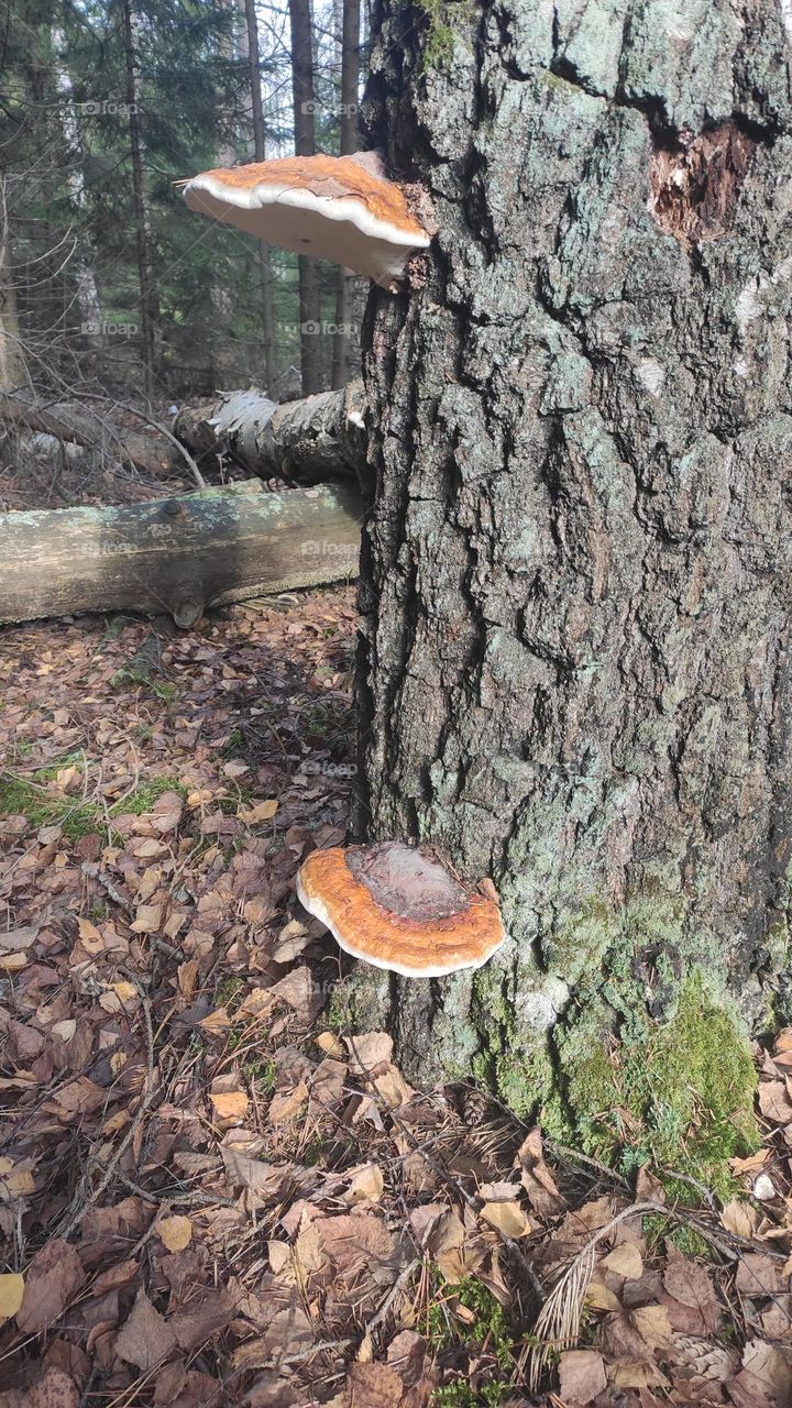 Two mushrooms on a birch