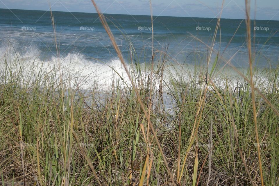 Ocean grass