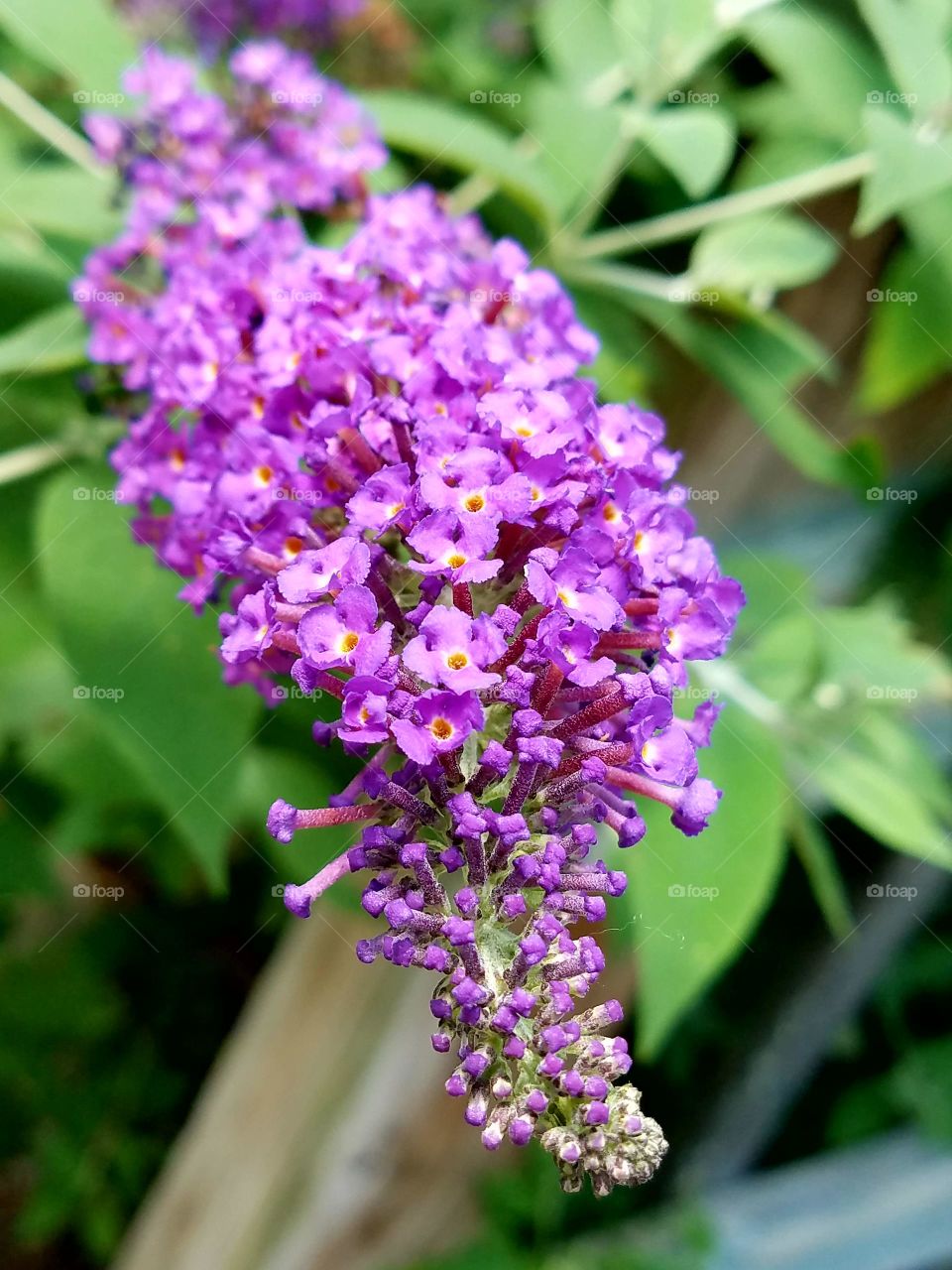 Purple Butterfly Bush in Bloom
