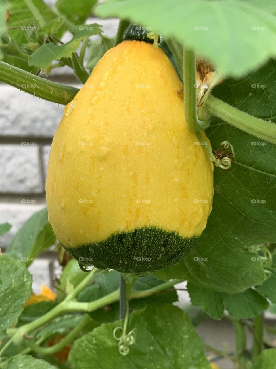 pumpkin in the rain