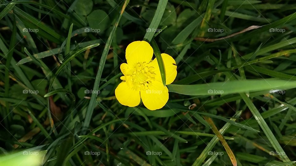 Wild buttercup