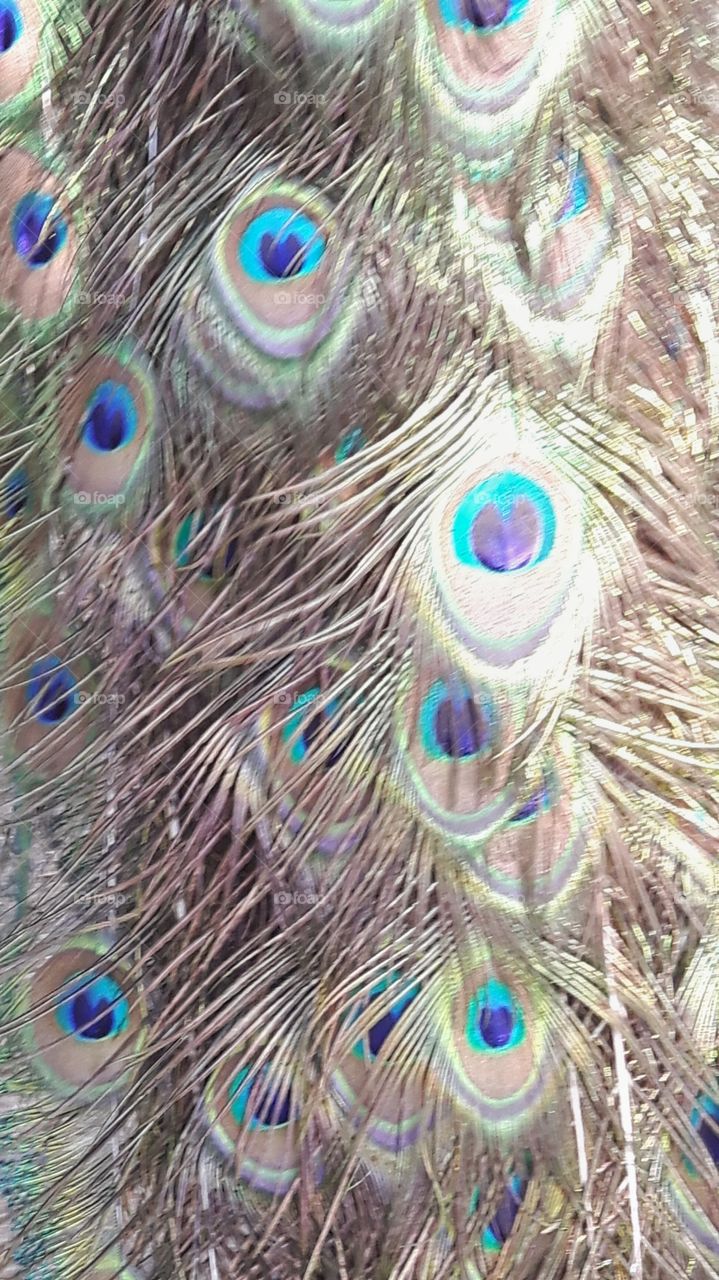 Peacock's feathers